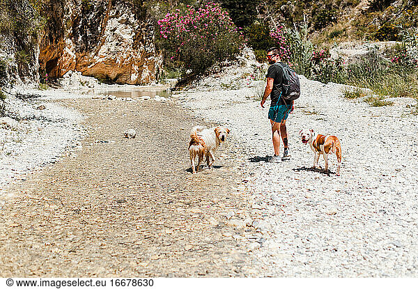 Young man hiking by river with dogs