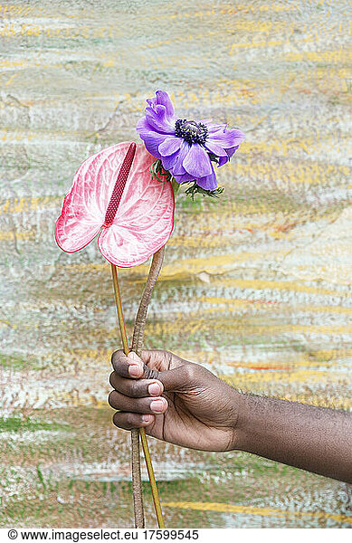Young man holding flamingo lily and purple flower in front of wall