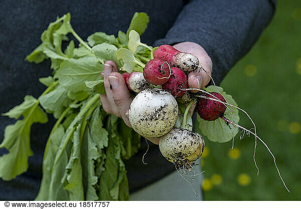 Young man holding freshly harvested radish at farm