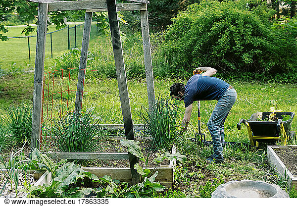 young man in his vegetable garden in spring pulling weeds