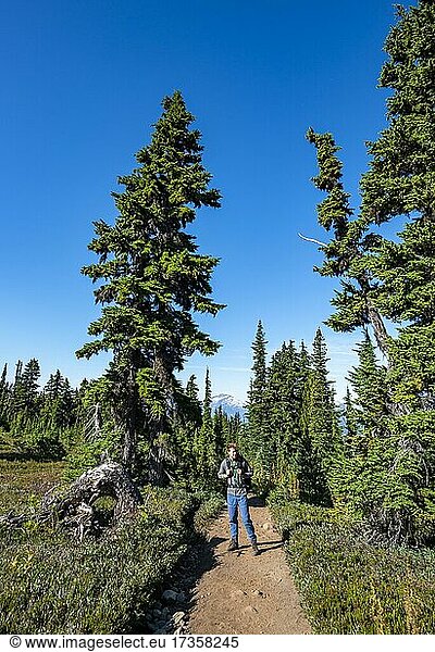 Young man on a hiking trail in the forest  hiking trail to Garibaldi Lake  Garibaldi Provincial Park  British Columbia  Canada  North America