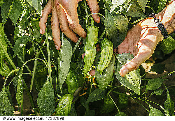 Young man picking fresh green peppers from vegetable garden