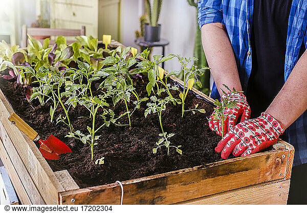 Young man planting tomato seedlings in his urban garden