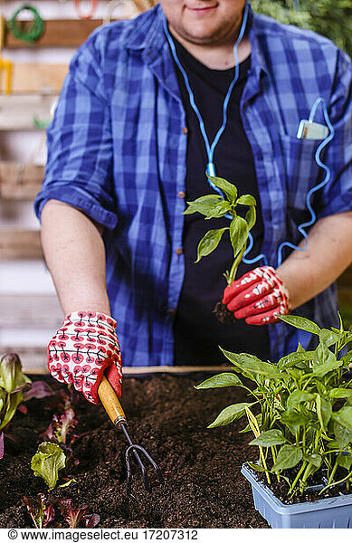 Young man planting vegetable seedlings in his urban garden