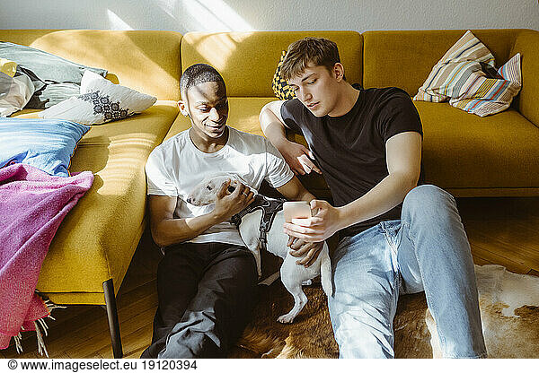 Young man sharing smart phone with friend stroking Bull Terrier dog at home