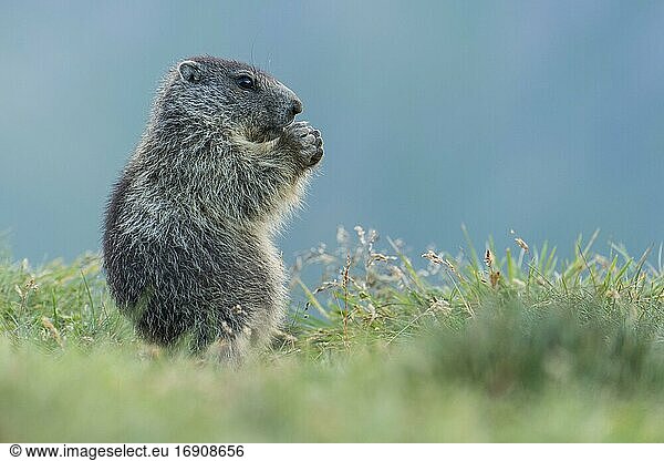 Young marmot (Marmota marmota) in the Alps  Hohe Tauern National Park  Austria  Europe