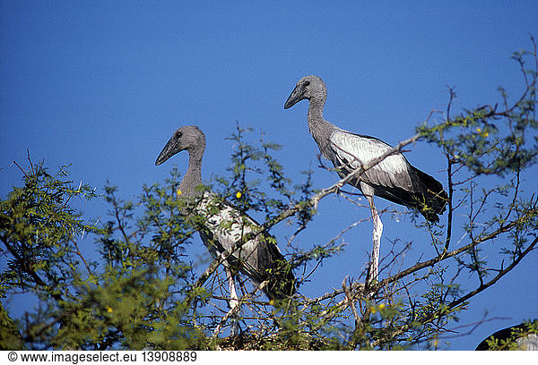 Young Open-billed Storks