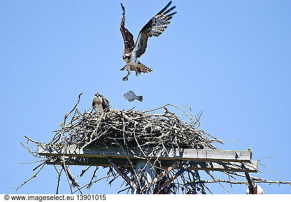 Young Osprey Dropping Fish into Nest