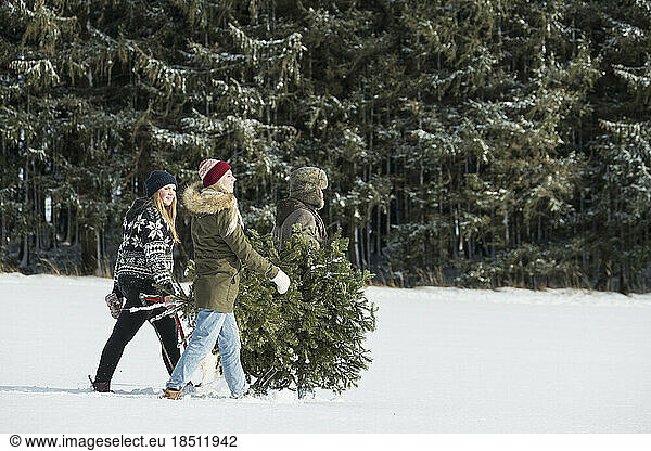 Young people carrying a christmas tree in snowy landscape  Bavaria  Germany