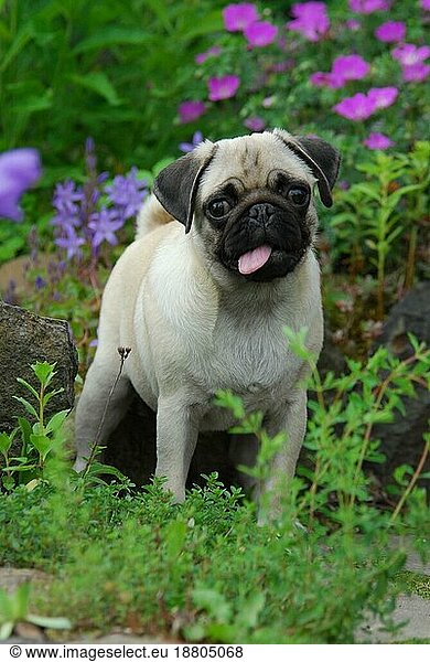 Young Pug  19 weeks old  female  standing in a garden between flowers  FCI Standard No. 253  a Pug  puppy 19 weeks old  female  standing in a garden between domestic dog (canis lupus familiaris)