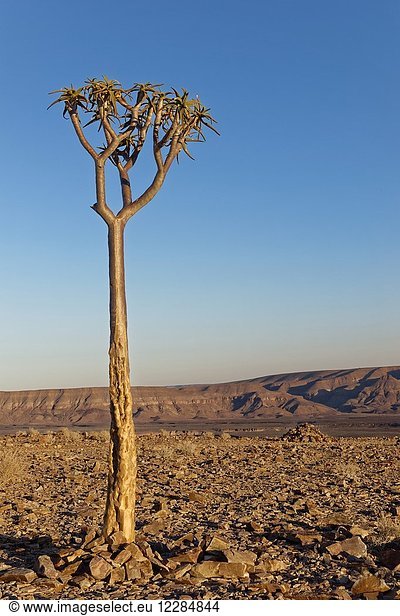 Young quiver tree or kokerboom (Aloe dichotoma) at Fish River Canyon at sunrise,  close to Hobas,  Ai-Ais Richtersveld Transfrontier Park,  Karas Region,  Namibia,  Africa.