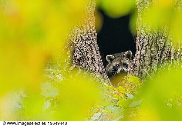 Young raccoon (Procyon lotor) looking out of its tree den  autumnal ambience  Hesse  Germany  Europe
