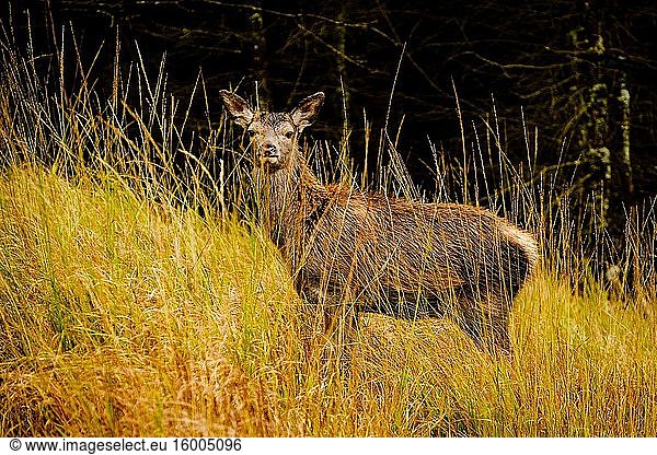 Young red deer (Cervus elaphus) in Glen Etive in the HIghlands of Scotland.