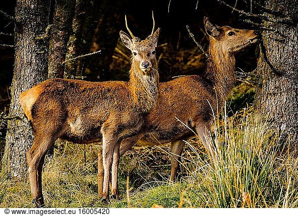 Young red deer (Cervus elaphus) in Glen Etive in the HIghlands of Scotland.