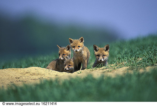young red foxes