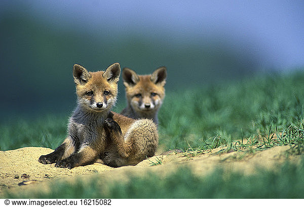 young red foxes