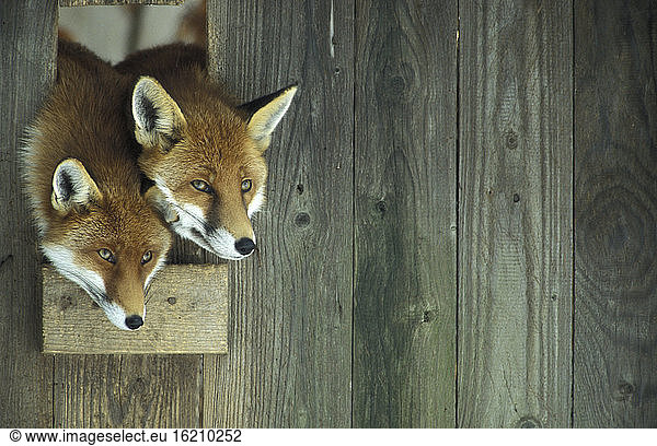 young red foxes