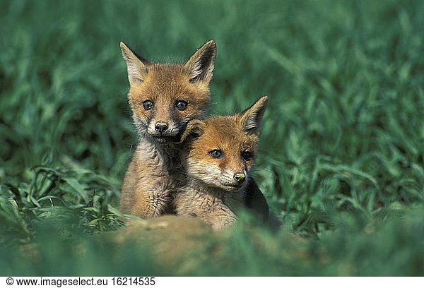 young red foxes in front of hole
