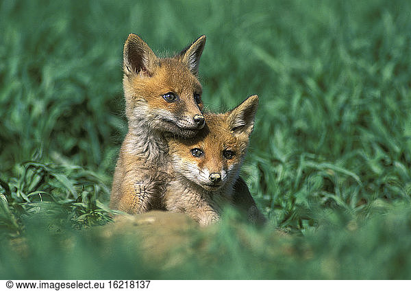 young red foxes  Vulpes vulpes
