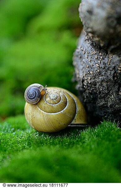 Young snail on snail shell