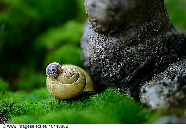 Young snail on snail shell