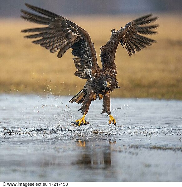 Young white-tailed eagle (Haliaeetus albicilla) flying in winter on the shore of a lake with prey  Kutno  Poland  Europe