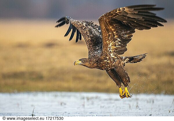 Young white-tailed eagle (Haliaeetus albicilla) in winter  in flight  with prey  Kutno  Poland  Europe