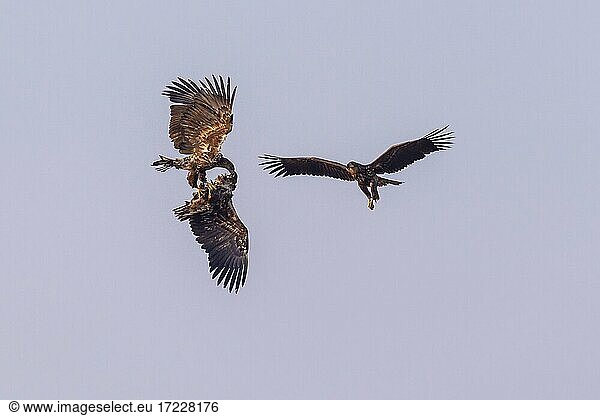 Young white-tailed eagles (Haliaeetus albicilla) fighting for prey in flight  winter  Kutno  Poland  Europe