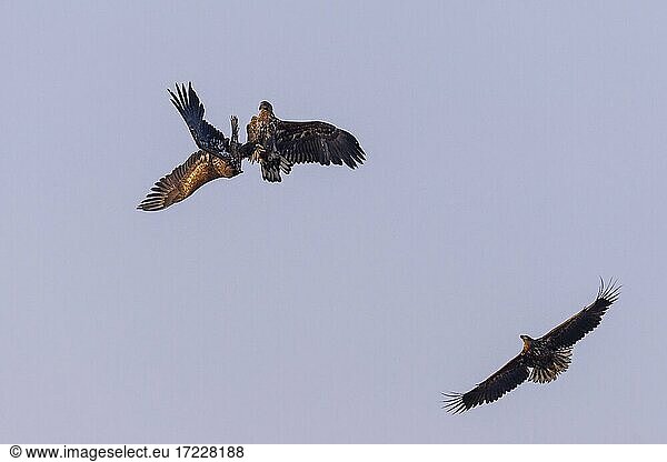 Young white-tailed eagles (Haliaeetus albicilla) fighting for prey in flight  winter  Kutno  Poland  Europe