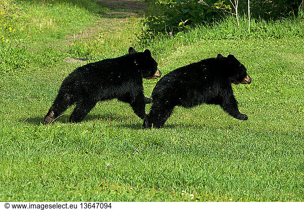 Young wild black bear cubs (Ursus americanus)  siblings  running in green grass  away from viewer. Near Sleeping Giant Provincial Park  Ontario  Canada.