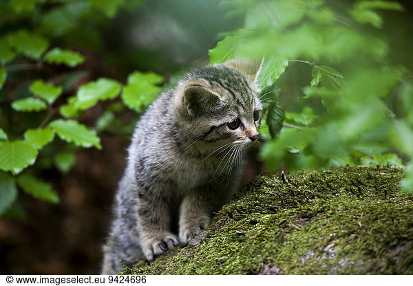 Young wildcat (Felis silvestris)  Neuschoenau outdoor animal enclosure  Bavarian Forest  Bavaria  Germany  Europe  PublicGround