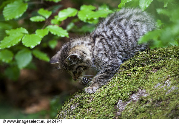 Young wildcat (Felis silvestris)  Neuschoenau outdoor animal enclosure  Bavarian Forest  Bavaria  Germany  Europe  PublicGround