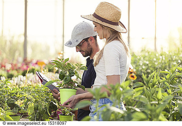 Young woman and man working with tablet in a greenhouse