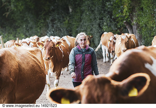 Young woman driving herd of Guernsey cows along a rural road.