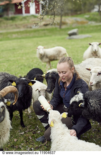 Young woman feeding milk to sheep from bottle on field
