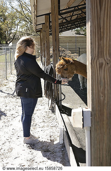 Young woman hand feeding brown Suri alpaca in barn at alpaca farm