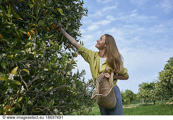 Young woman picking oranges from tree holding basket in orchard