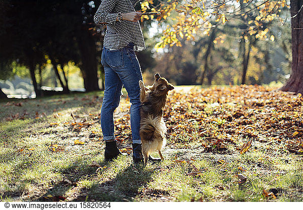 Young woman playing with dog in a park