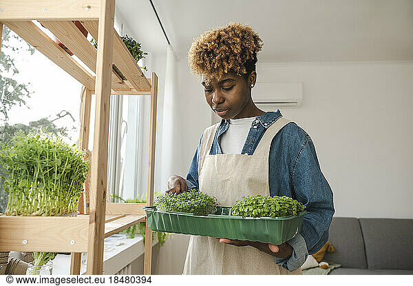 Young woman putting microgreens in container at home