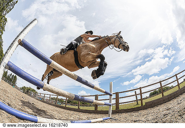 Young woman riding a horse and jumping over hurdle