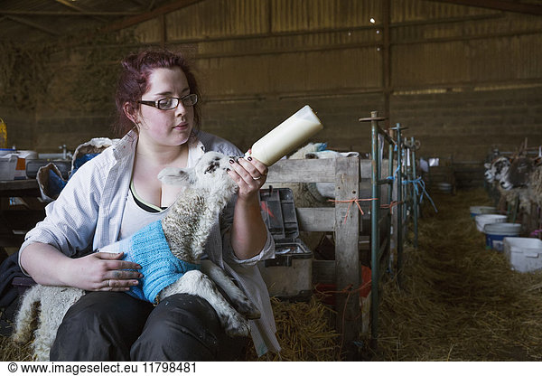 Young woman sitting in a barn  feeding a newborn lamb with milk from a bottle. Lamb dressed in a knitted blue jumper.