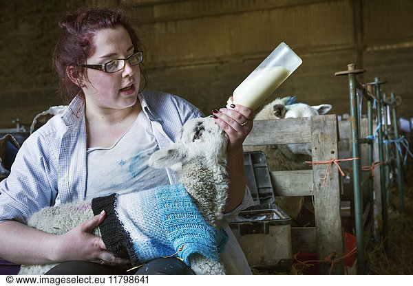 Young woman sitting in a barn  feeding a newborn lamb with milk from a bottle. Lamb dressed in a knitted blue jumper.