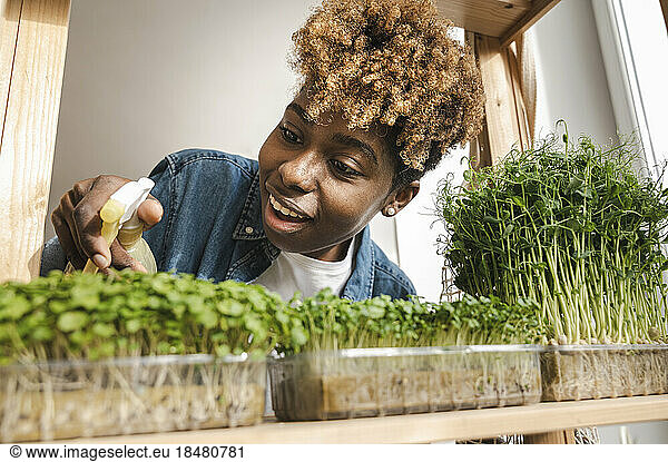 Young woman spraying water on microgreens at home