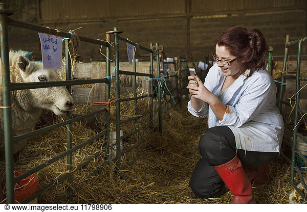 Young woman standing a stable next to a sheep pen  taking picture of a sheep with a mobile phone.