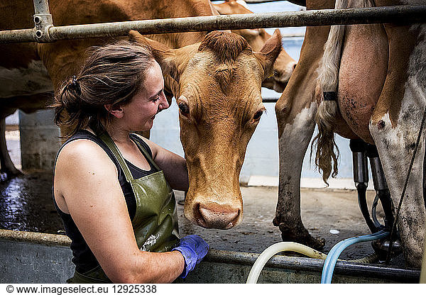 Young woman wearing apron standing in a milking shed with Guernsey cows.