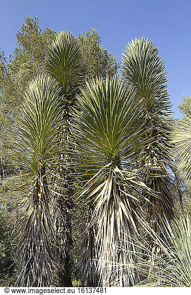 Yucca decipiens at Tropical zoological garden,  La Londe-les-Maures,  Var,  France