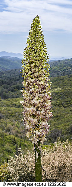 Yucca in voller Blüte im William Heise County Park; Julian  Kalifornien  Vereinigte Staaten von Amerika