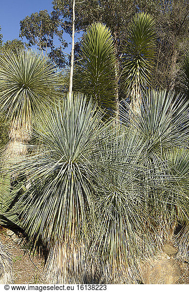 Yucca linearifolia at Tropical zoological garden  La Londe-les-Maures  Var  France