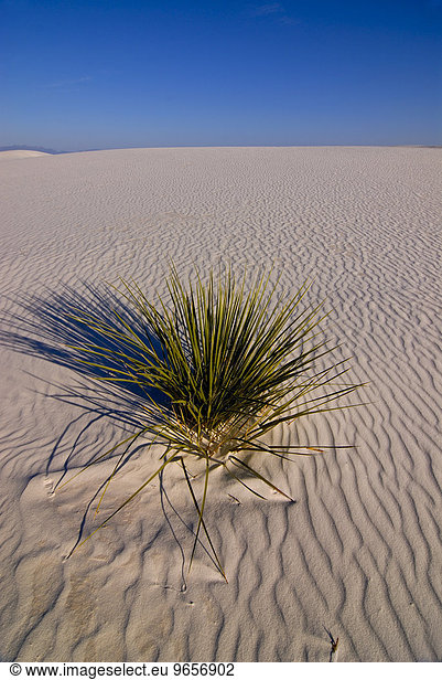 Yucca-Palme im White Sands National Monument  New Mexico  USA  Amerika  Nordamerika