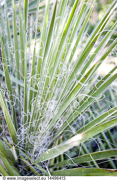 Yucca Plant  Close-Up
